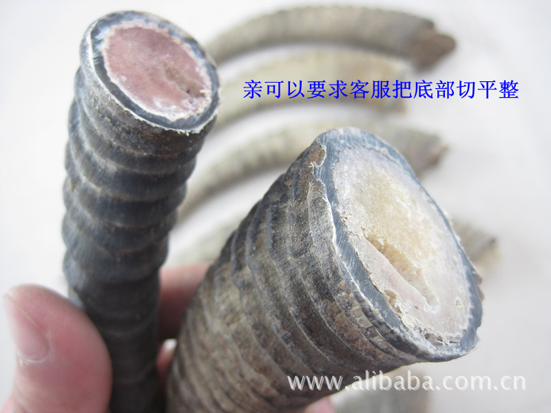 批发供应黄羊角原料 狍子角原料等
