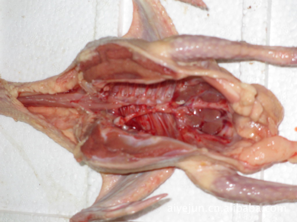 中记载"鸽羽色众多,唯白色入药",从古至今中医学认为鸽肉有补肝壮肾