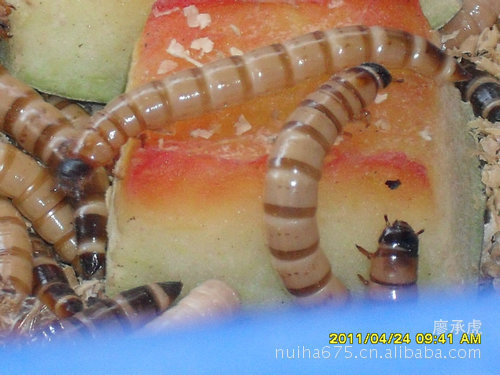 关于全国大片出现的大麦虫幼虫1-3cm出现死亡的原因分析及防治方法