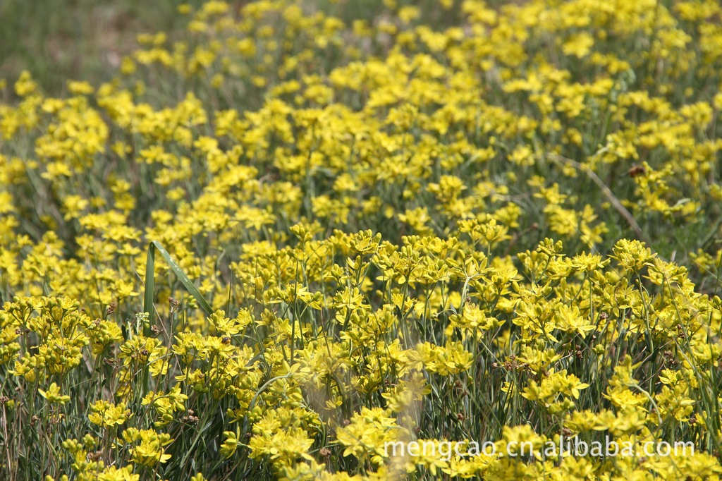 北芸香-蒙草抗旱绿化苗木-温带早生多年生草本,耐旱,耐寒
