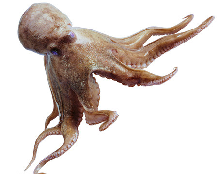 宁波海鲜 章鱼直销处