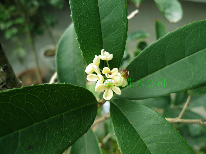 小叶佛顶珠桂花图片