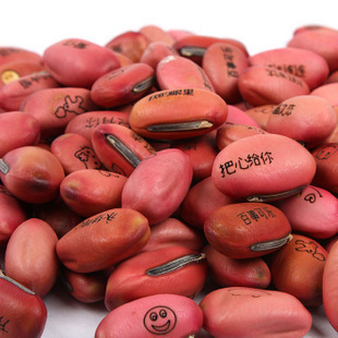 f382 红色爱情魔法豆 迷你植物神气魔豆 魔豆种子批发