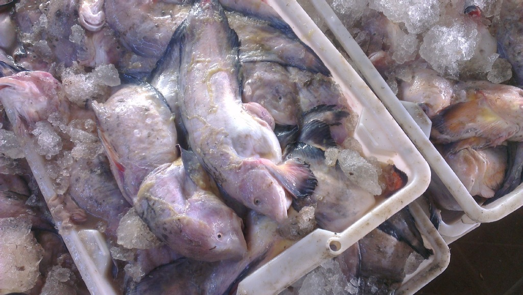 舟山饲料鱼:海兔鱼