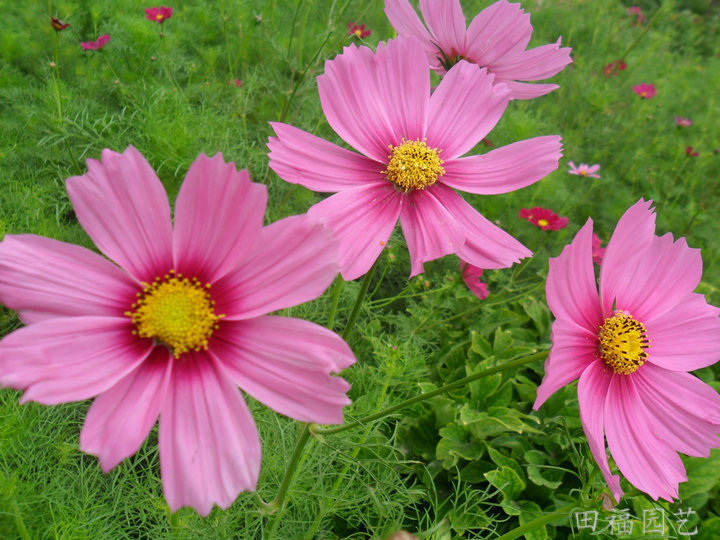 粉色波斯菊的花语图片
