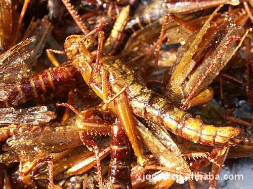 大量供应餐饮用冷冻东亚飞蝗蚂蚱批发新型保健食品