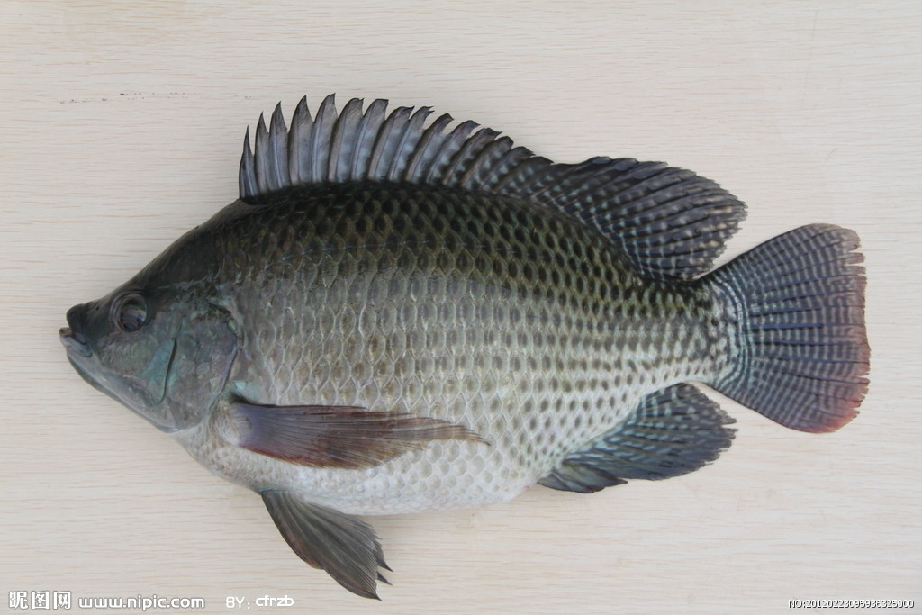 鰩魚/海產品/水產品批發/冰鮮魚類 高檔魚類 供應頭足類的筆管魚產品