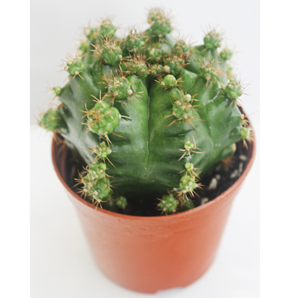 批发室内植物可防辐射的小盆栽仙人球(a90)绿牡丹图片_1