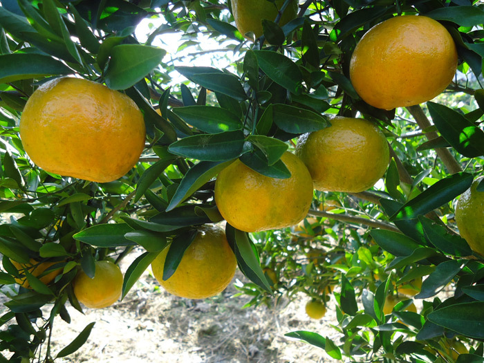 预定2014年蜜桔棚柑/栌柑/柑橘/桔子/ 水果产地直销湖南种植基地