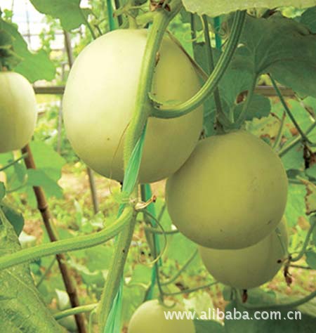 福禄瓜果 洋香瓜 水晶瓜 无公害绿色蔬菜基地