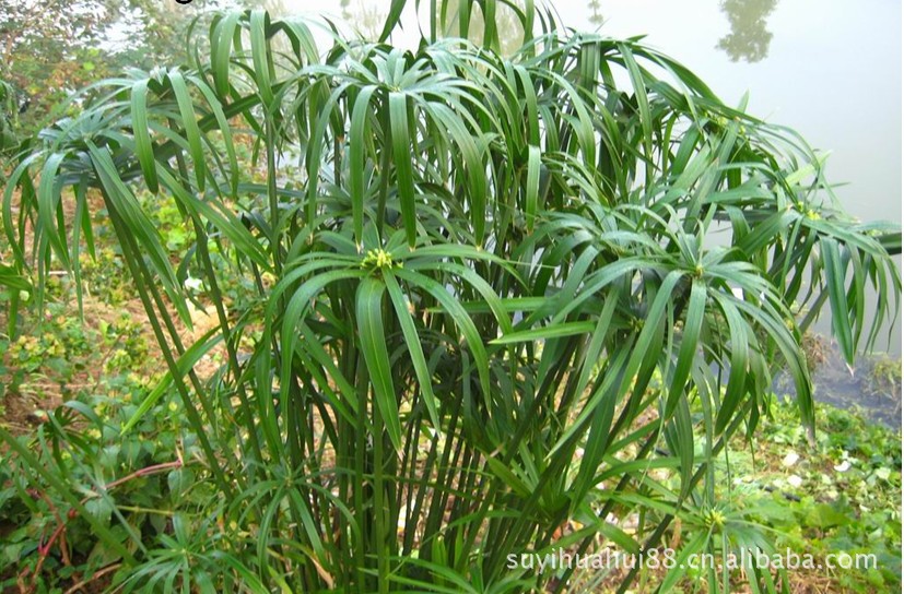 【盆栽水生花卉 旱傘草 水竹 四季常青 可盆栽 庭院觀賞水生花卉】江