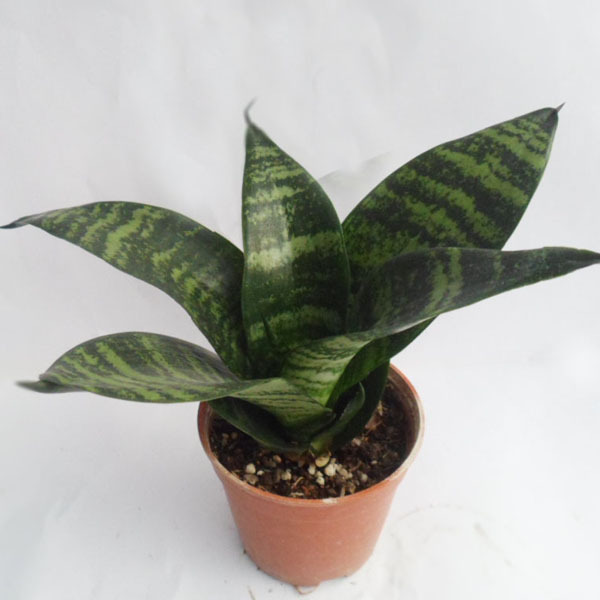 批发室内观叶植物创意小盆栽可吸甲醛净化空气(a90)青叶虎尾兰