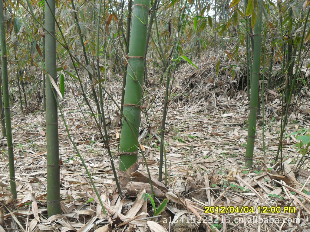 水竹苗,單竹苗】價格,廠家,圖片,竹類植物,英德市西牛鎮全興竹筍種苗