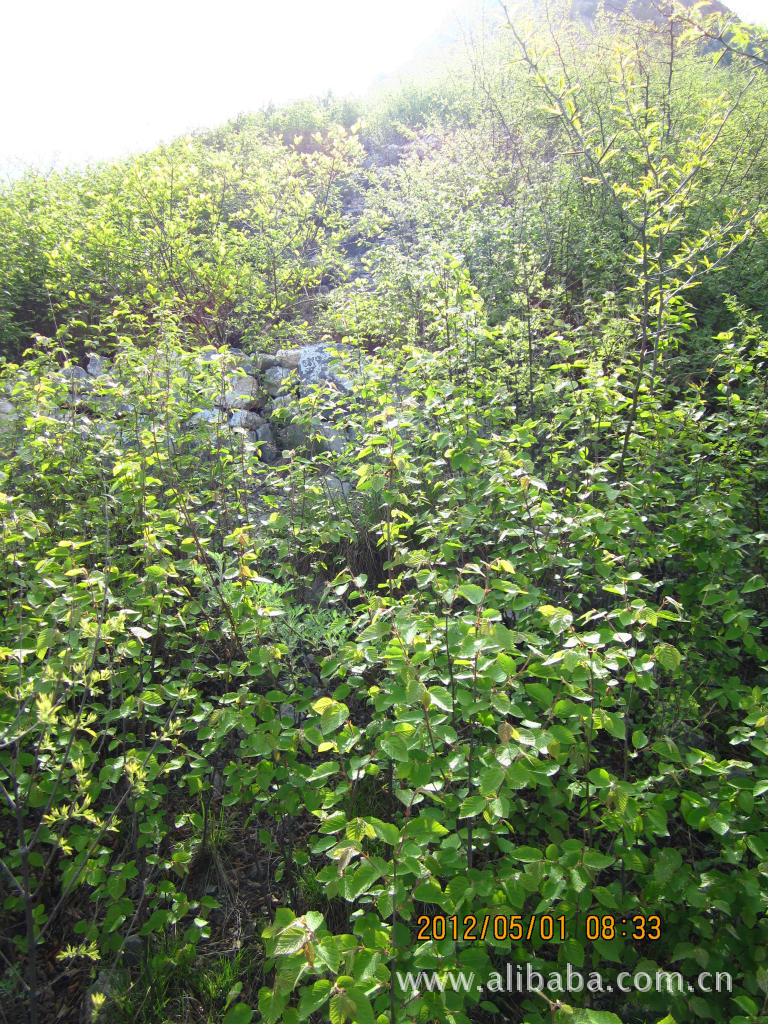 五一随老妈深山捋龙柏芽山野菜记