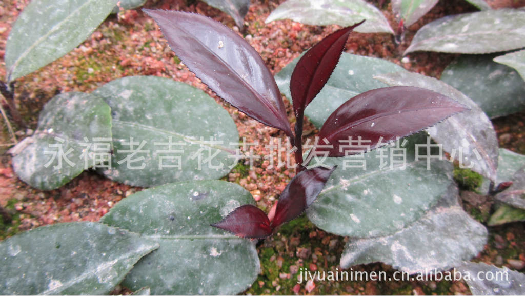 花红树叶泡茶的作用,武汉花红茶叶,花红叶子茶副作用(第14页)_大山谷图库