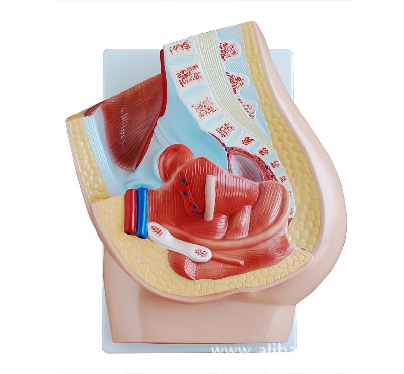 女性矢状解剖(2件) 医学人体模型 医疗解剖模型 医学模型 针灸模