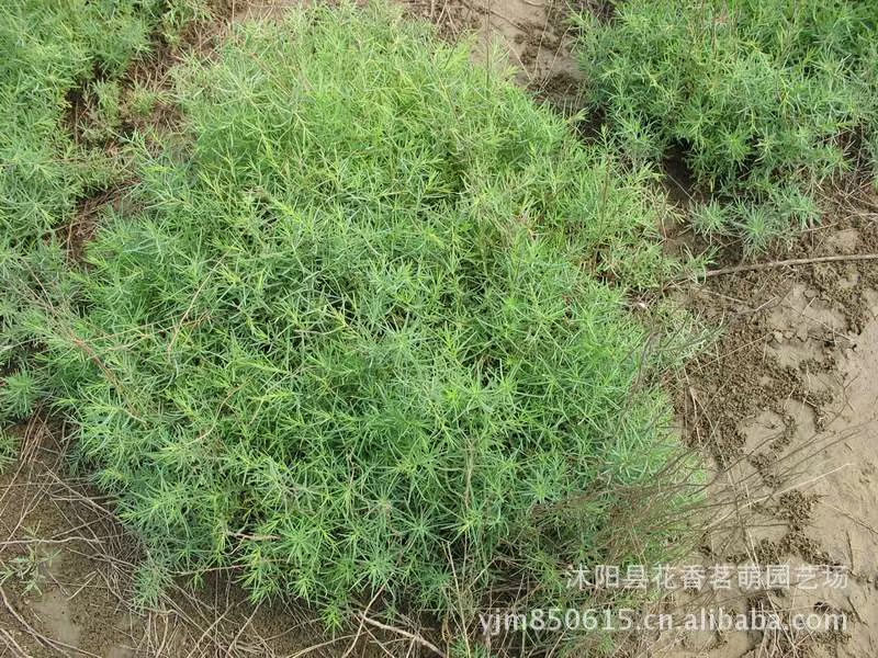 供应碱蓬草种子翅碱蓬黄须菜盐碱地滩涂植物秋冬可以变红