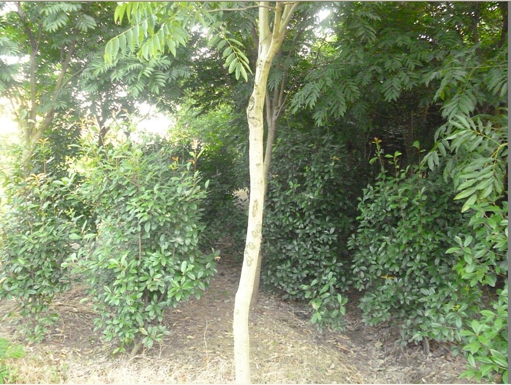 产品中心 乔木 > 出售6~12公分无患子质优价廉   相传以无患树的木材