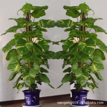 上海植物租摆:绿色生活的新篇章