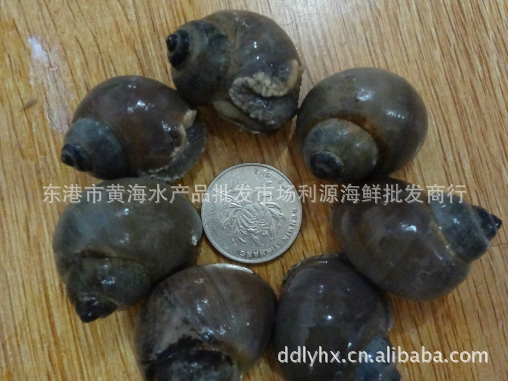 优质野生灰螺(肉螺)东港利源 海鲜商行图片_6