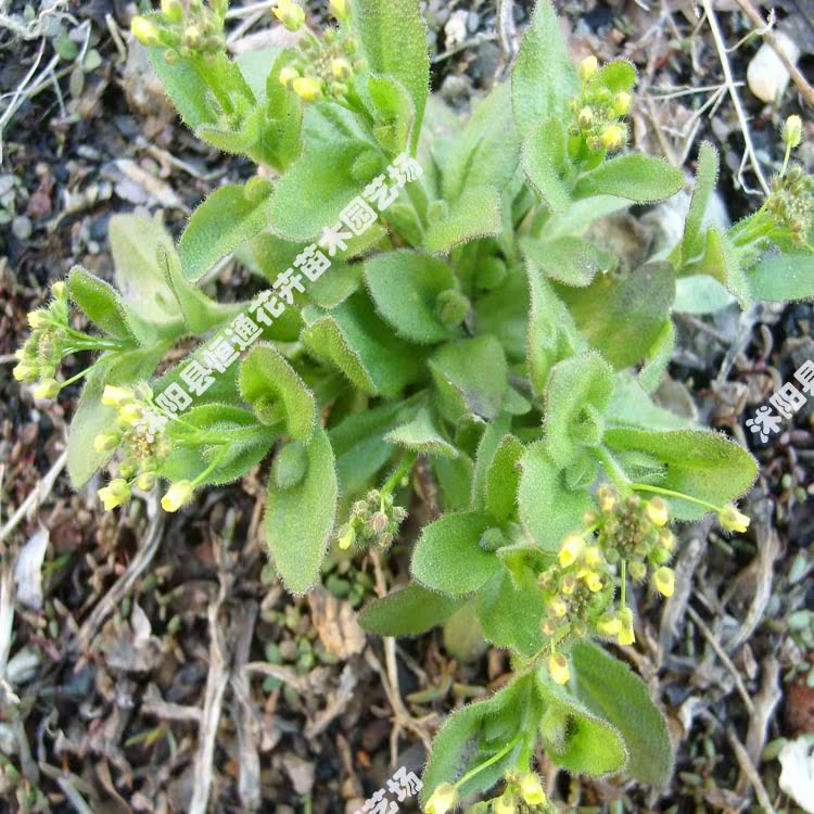 批發供應 牧草種子 山苦蕒種子 苦買菜草籽 苦蕒菜 保質保量