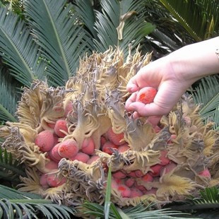 凤尾蕉种子 避火树 铁蕉 波斯枣种子 铁甲松