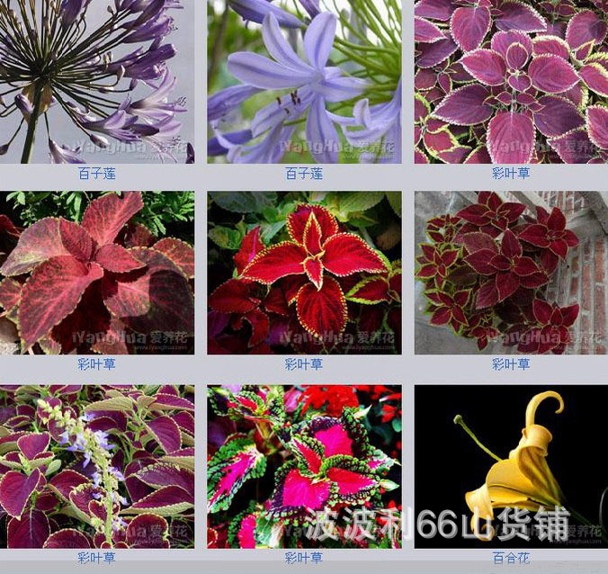 原来名花有主的 花名有主((2))