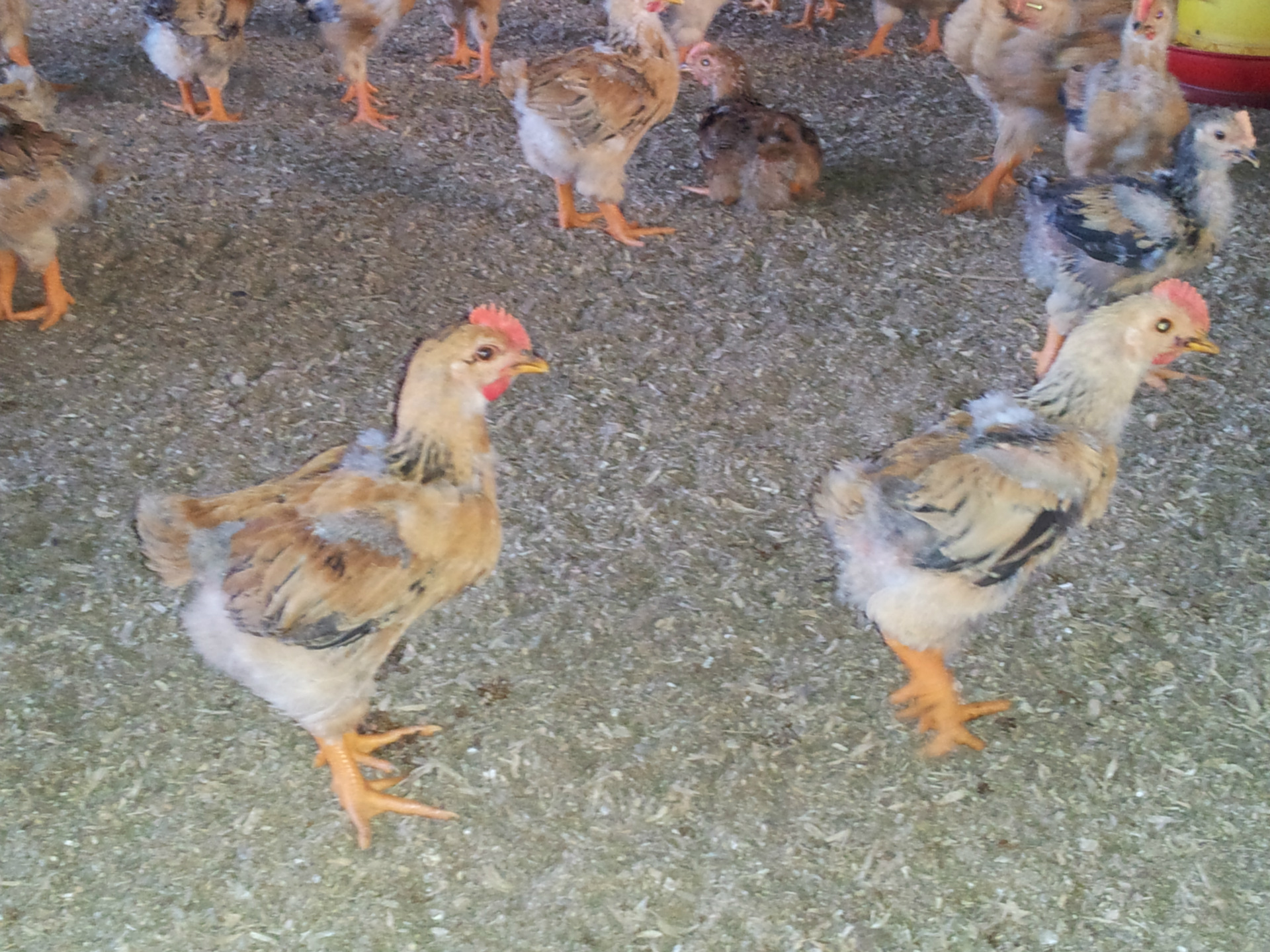 广西品质较好3440日龄脱温童鸡鸡仔批发