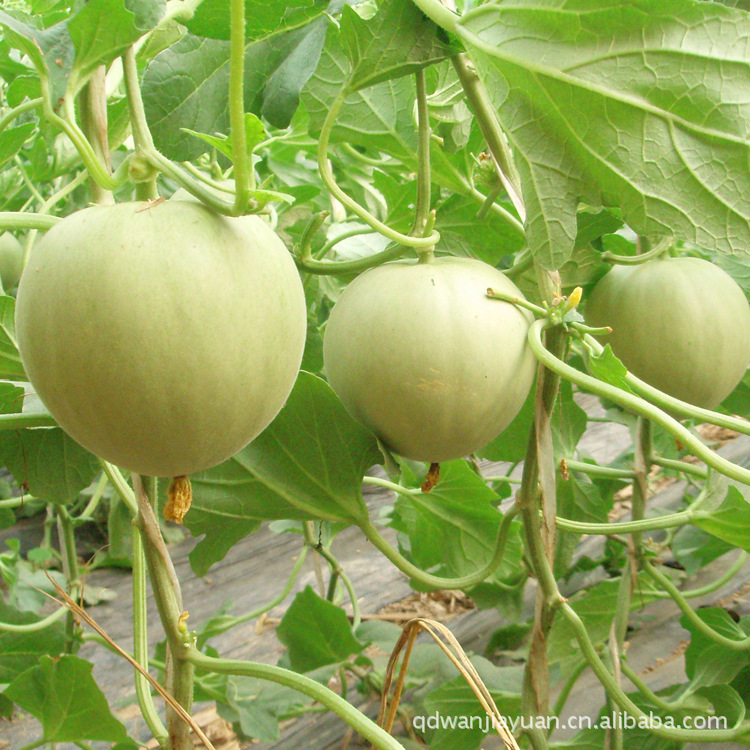 直销 新鲜水果 甜瓜 甜宝【图】图片,直销 新鲜水果 甜瓜 甜宝【图】