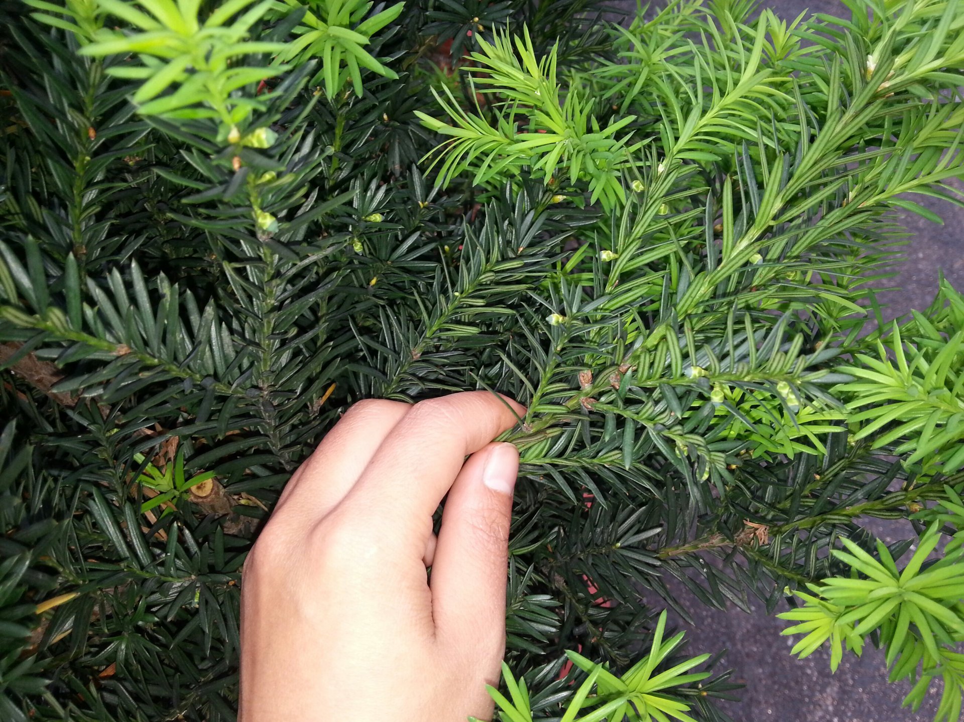 银福红豆杉如期完成200万销售额