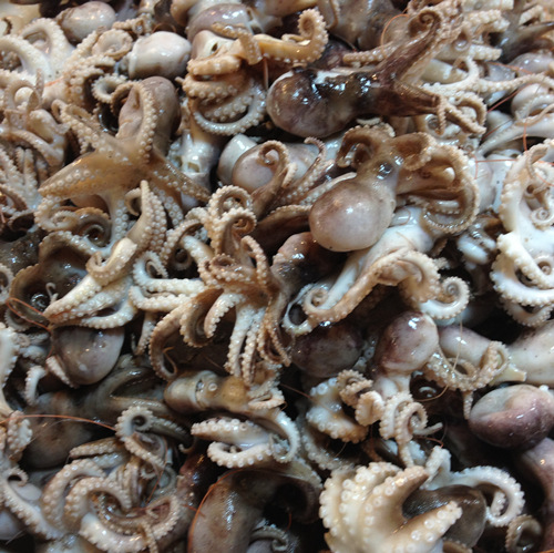 东海野生章鱼 新鲜章鱼 石塘松门小网海鲜 鲜活章鱼