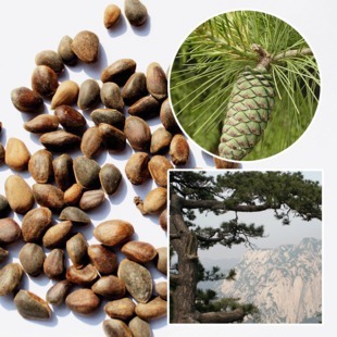 三皇冠商城四季常绿苗木树种子华山松种子五针松种子松树种子