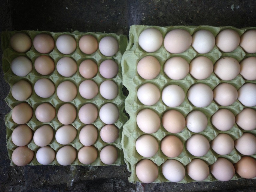 外地大量批发柴鸡蛋
