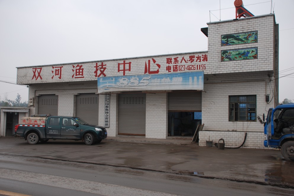 重庆厂家 鱼苗批发 动物苗种 优质异育银鲫苗种批发 银鲫苗种