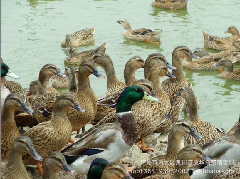 广东韶关广东佛山三水供应大量野鸭苗 水鸭苗 欢迎来基地采购送货上门