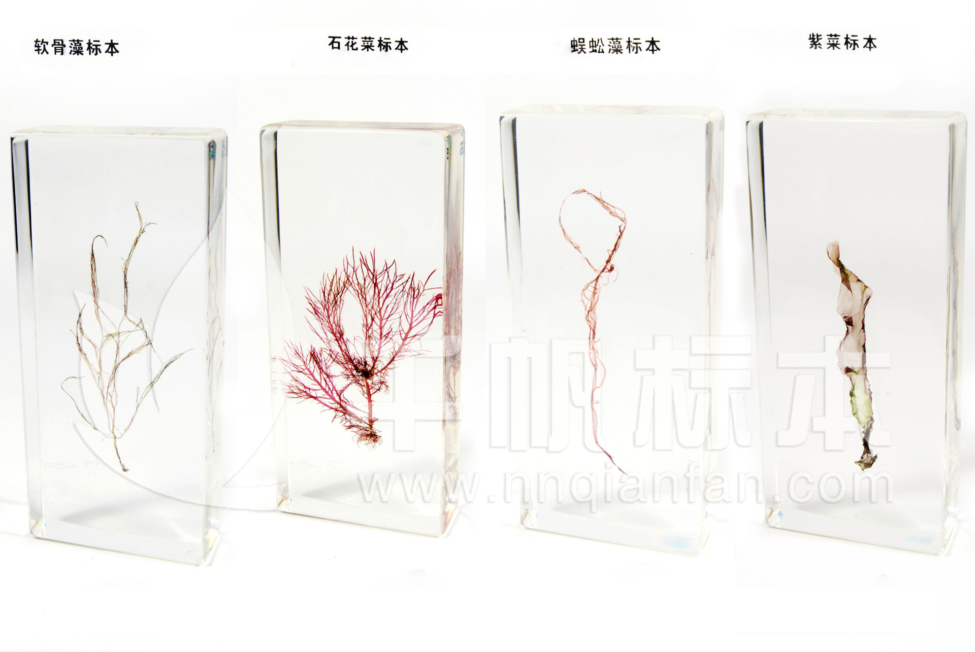树脂标本,树叶标本,树脂_大山谷图库