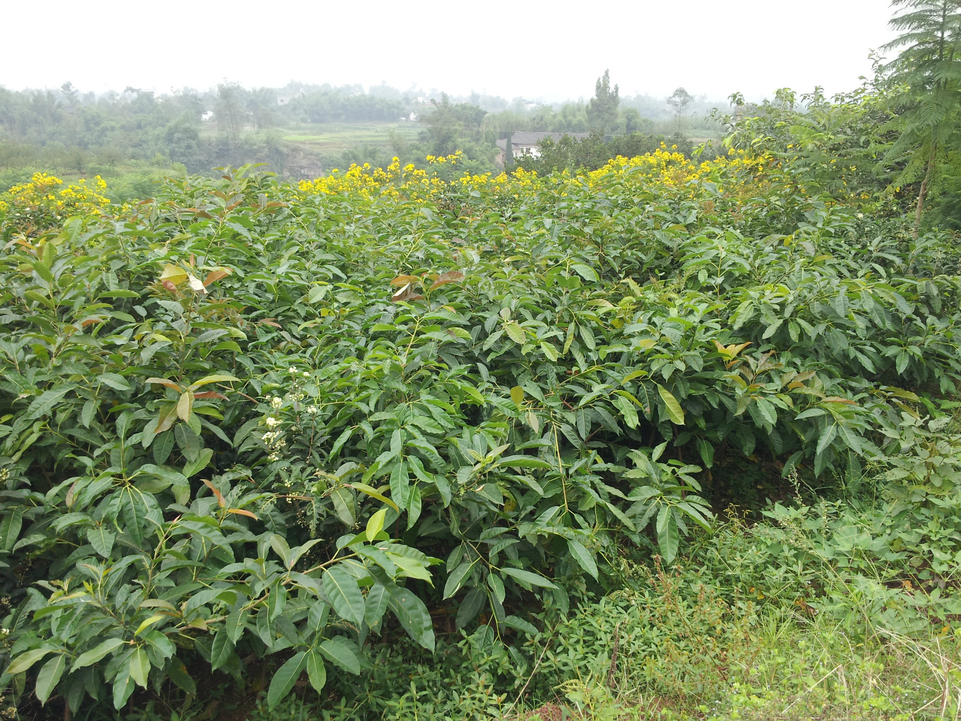 7黄桷树 黄葛树种苗