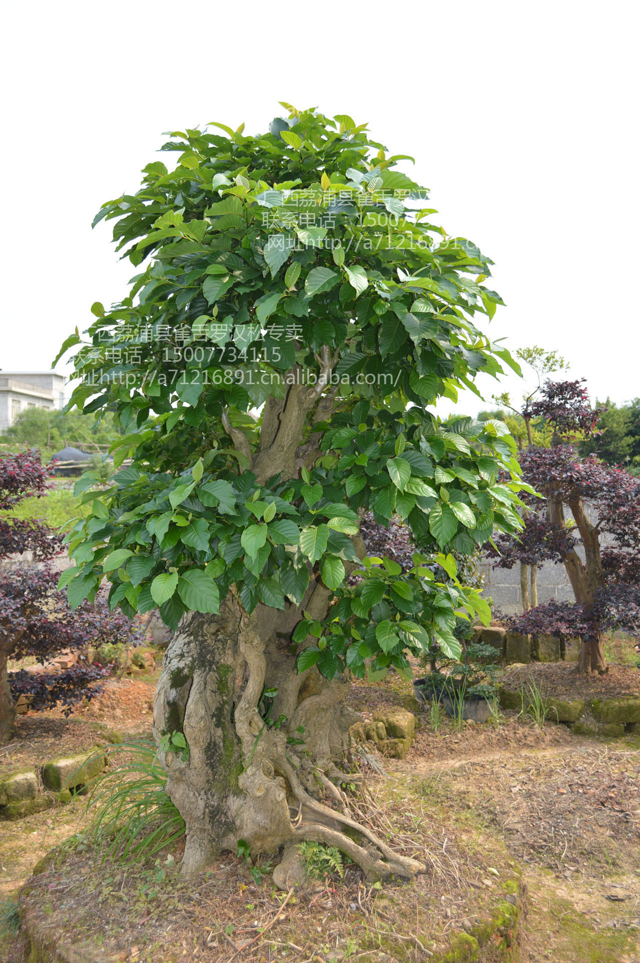 大树桩~~~~~造型奇特具有很高的观赏价值 奇特 古怪 古典好看