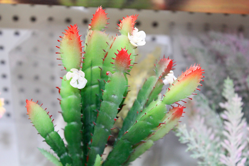 仿真植物 仙人剑带花 067 纯天然植物 仿真家居饰品