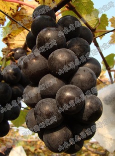 供应批发户太8号国外抗性砧木5bbso4嫁接苗自根苗扦插苗葡萄苗