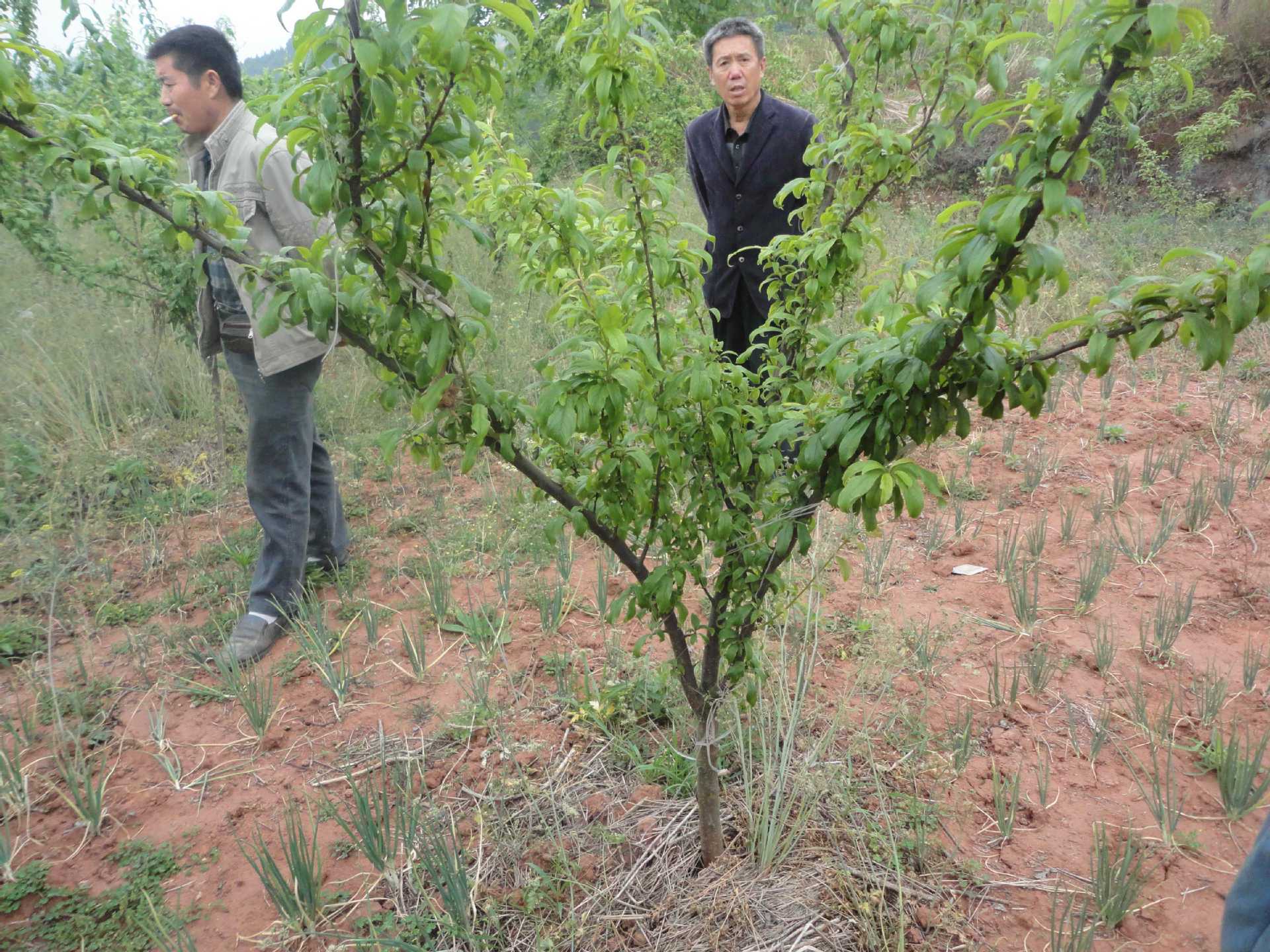 3-8公分优质李子树苖图片,3-8公分优质李子树苖图