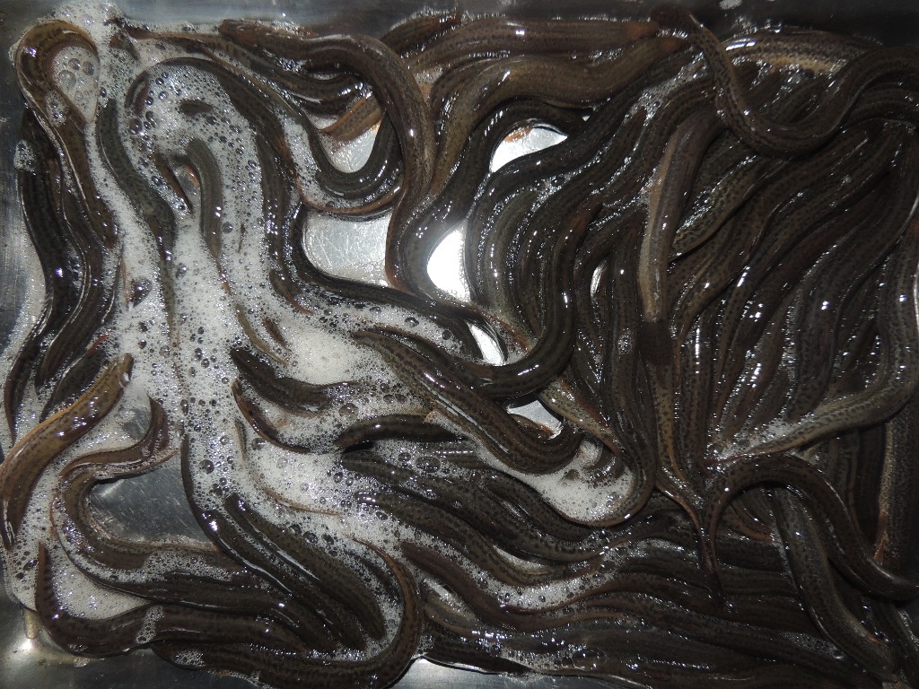 黑龙江泥鳅 东北泥鳅 可出口的泥鳅