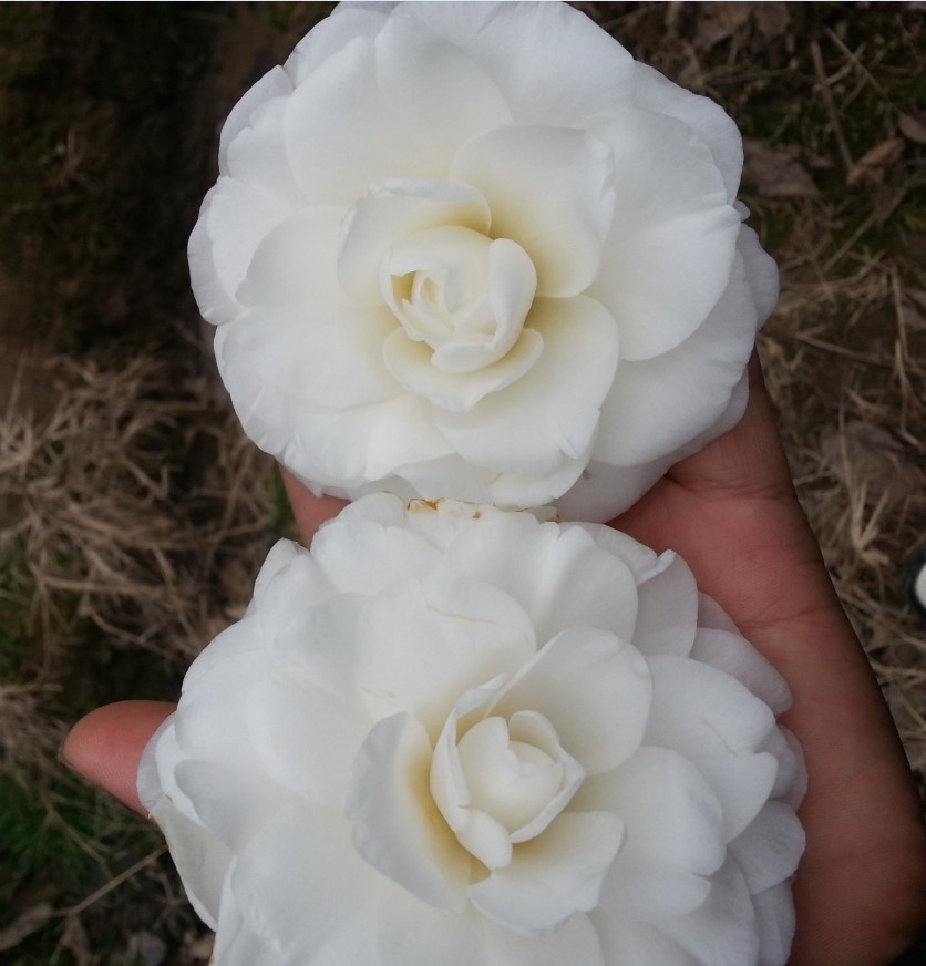 花为完全重瓣型,纯白色,花瓣覆瓦状排列,8-9轮,70-90片,花径9-10厘米