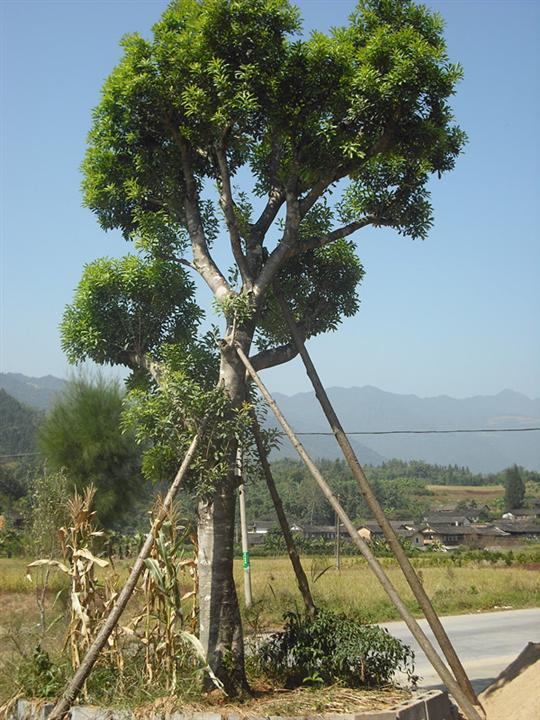 杜松漳州杜松福建杜松