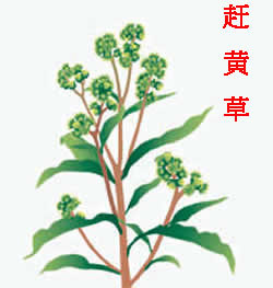 四川沪州古蔺(赶黄草叶)100克护肝茶叶产地总批发/量多价优 中药
