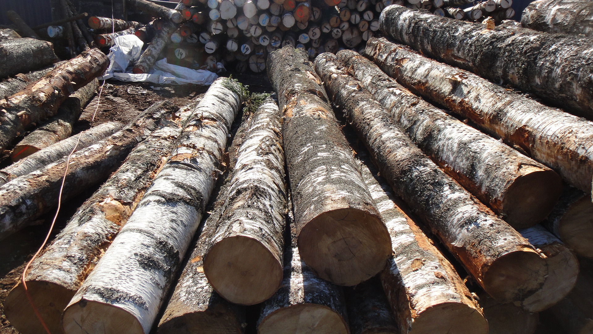 进口欧洲优质桦木原木持续更新中