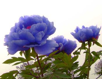 批发 盆栽 蓝牡丹 3年苗当年开花