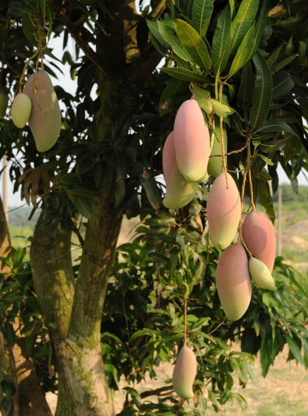 广西芒果批发 田东芒果批发 芒果礼盒,红象牙,台农,玉文芒批发