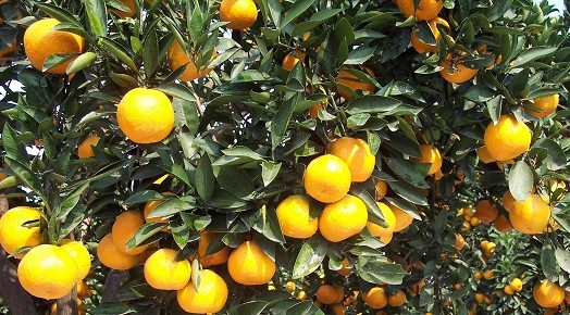 广西桂林早熟柑橘柑桔棉橙南丰蜜橘肚脐橙椪柑水果代办代购