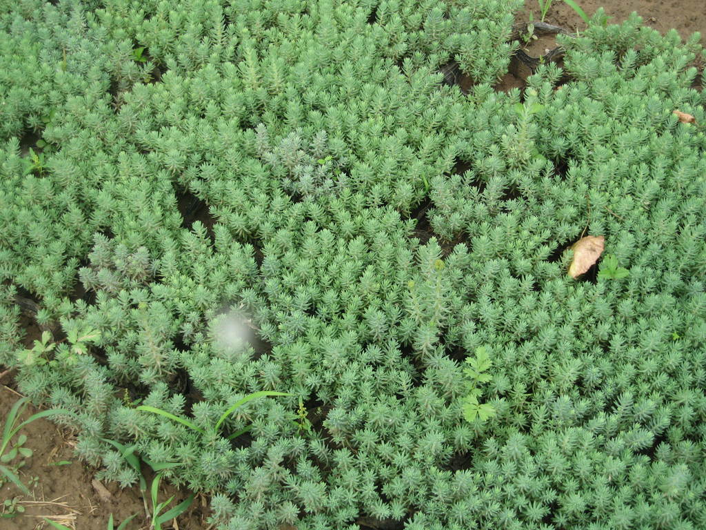 厂家园林屋顶绿化反曲景天